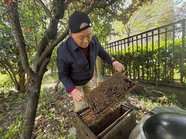 景盛配资 申观察 | 蜂鸣渐隐处“甜蜜事业”谁传承